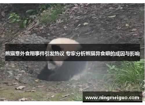 熊猫意外食翔事件引发热议 专家分析熊猫异食癖的成因与影响